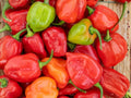 Caribbean Red Habanero Pepper Seeds – Extra Hot Chili, Heirloom, Garden Vegetable, 25 Seeds