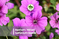 Hexham Velvet Geranium Seeds – Deep Red Bloom, Pelargonium × hortorum, Compact, Heat-Tolerant, 25 Seeds