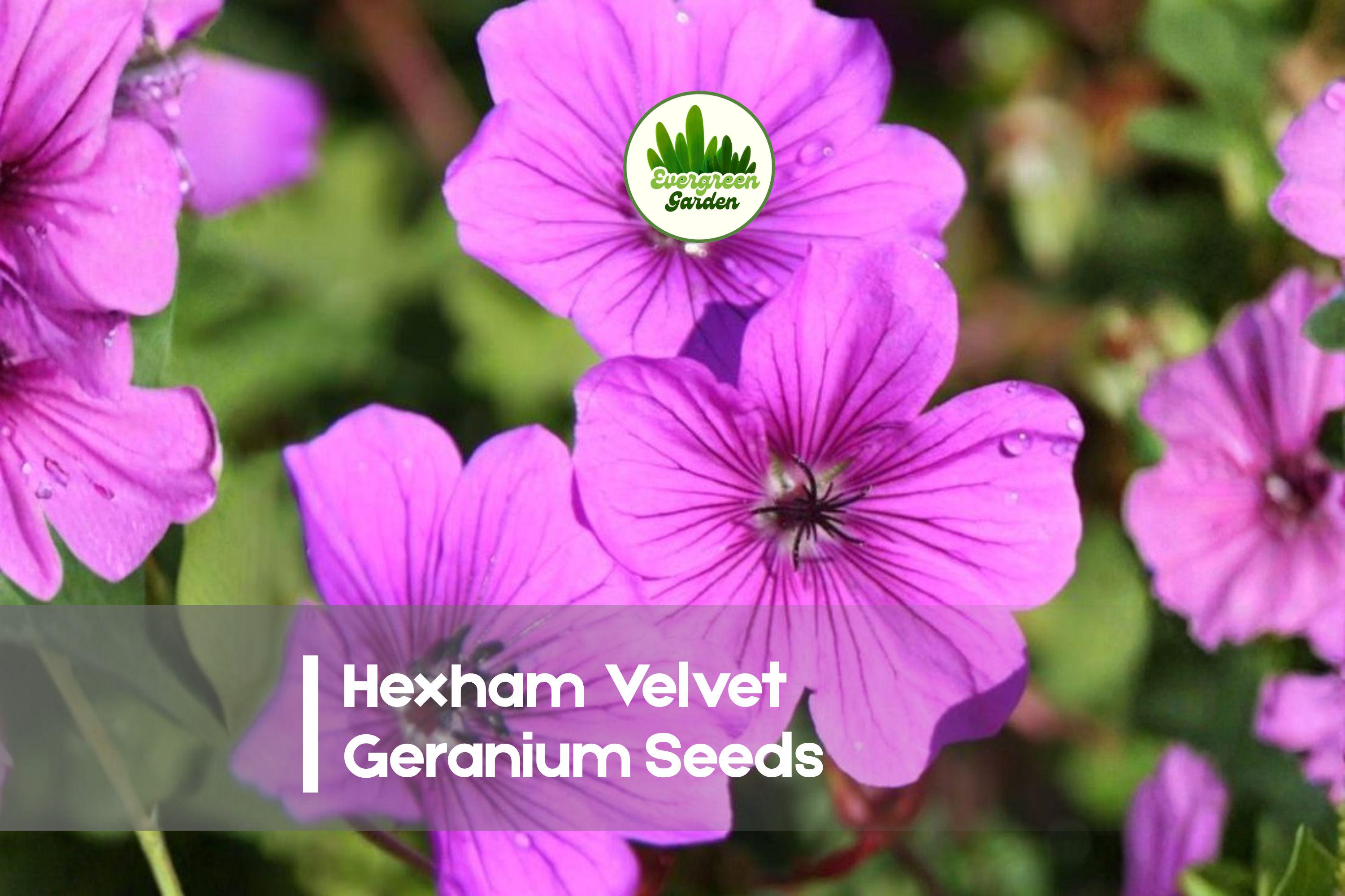 Hexham Velvet Geranium Seeds – Deep Red Bloom, Pelargonium × hortorum, Compact, Heat-Tolerant, 25 Seeds