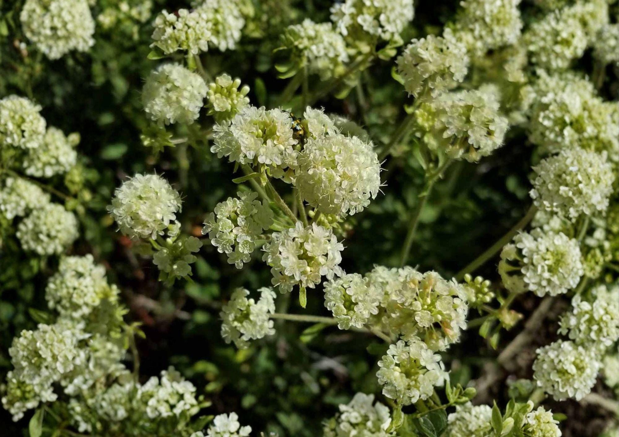 Parsnipflower Wild Buckwheat Seeds - Drought Tolerant Native Perennial for Pollinator Gardens, Eriogonum heracleoides (50 Seeds)