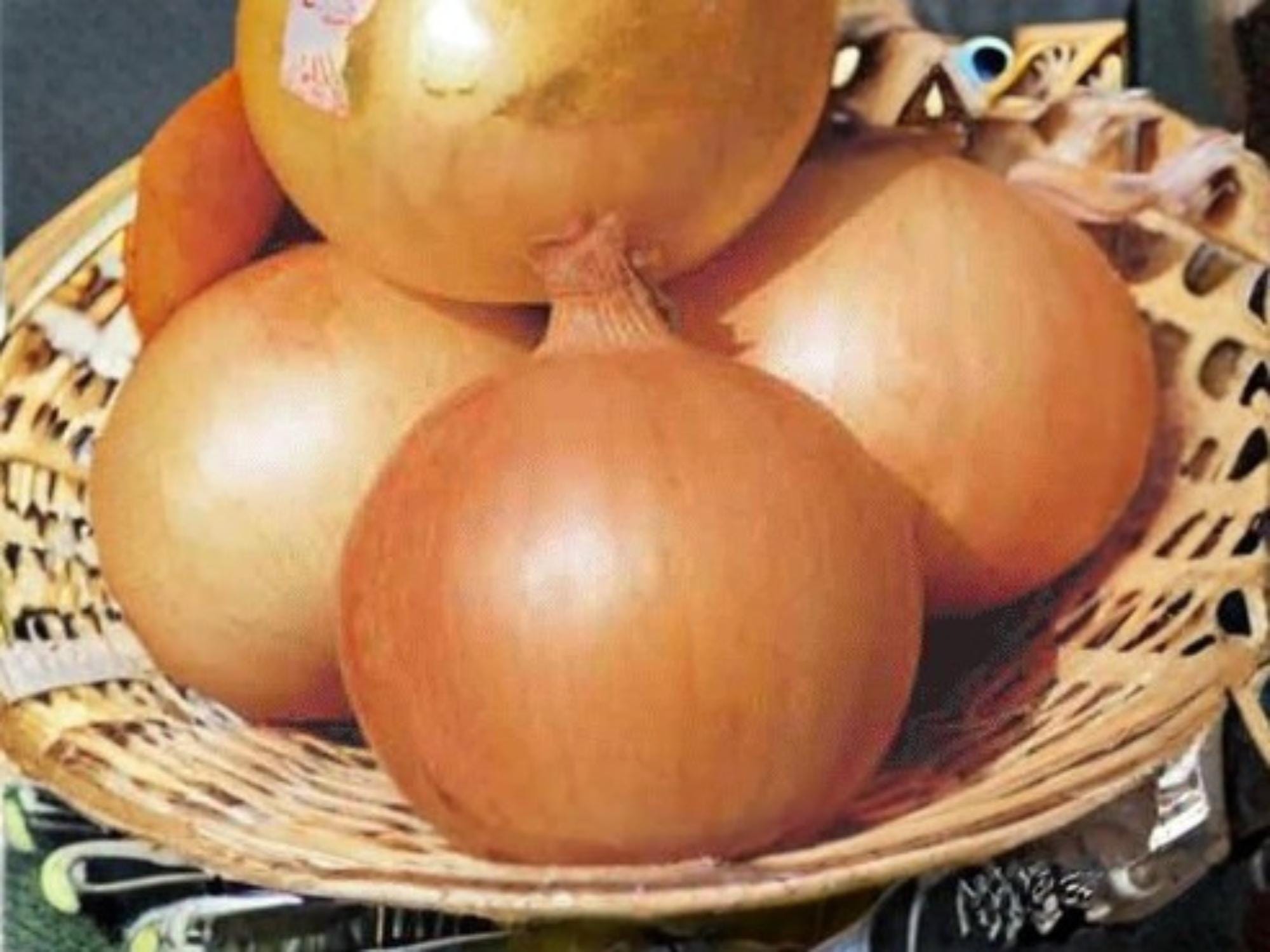 Texas Grano 502 Onion Seeds – Short-Day Sweet Yellow Bulb Heirloom Vegetable – 50 Seeds