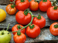 Rutgers Tomato Seeds – Heirloom Slicing Variety – 30 Premium Garden Vegetable Seeds