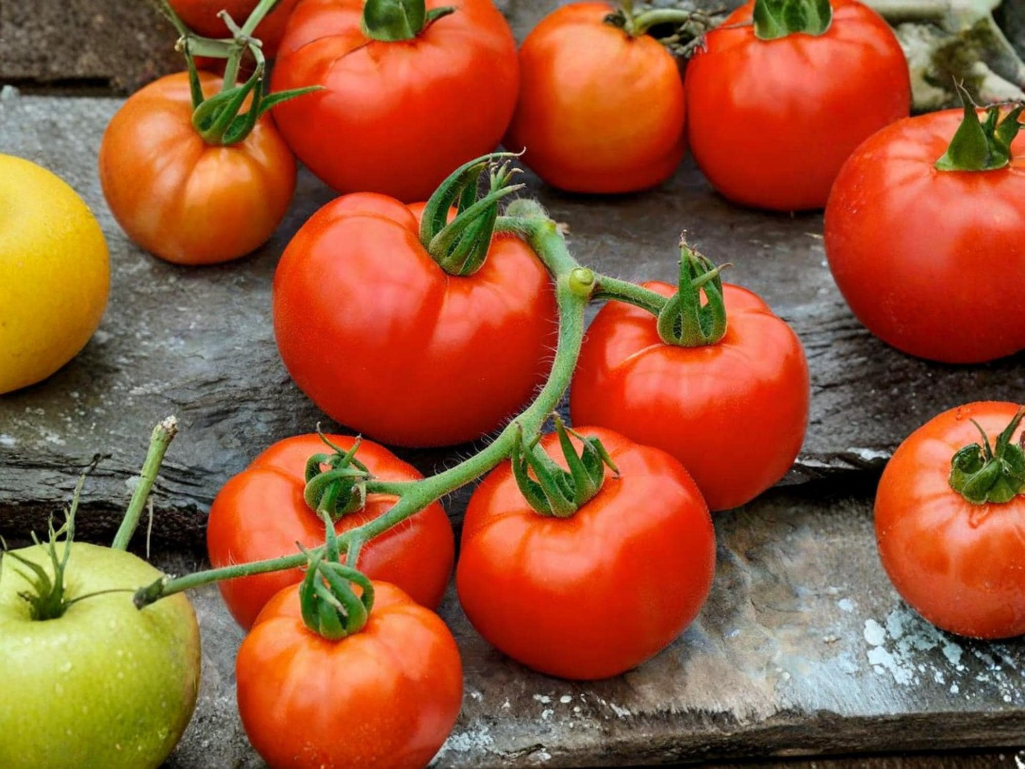 Rutgers Tomato Seeds – Heirloom Slicing Variety – 30 Premium Garden Vegetable Seeds