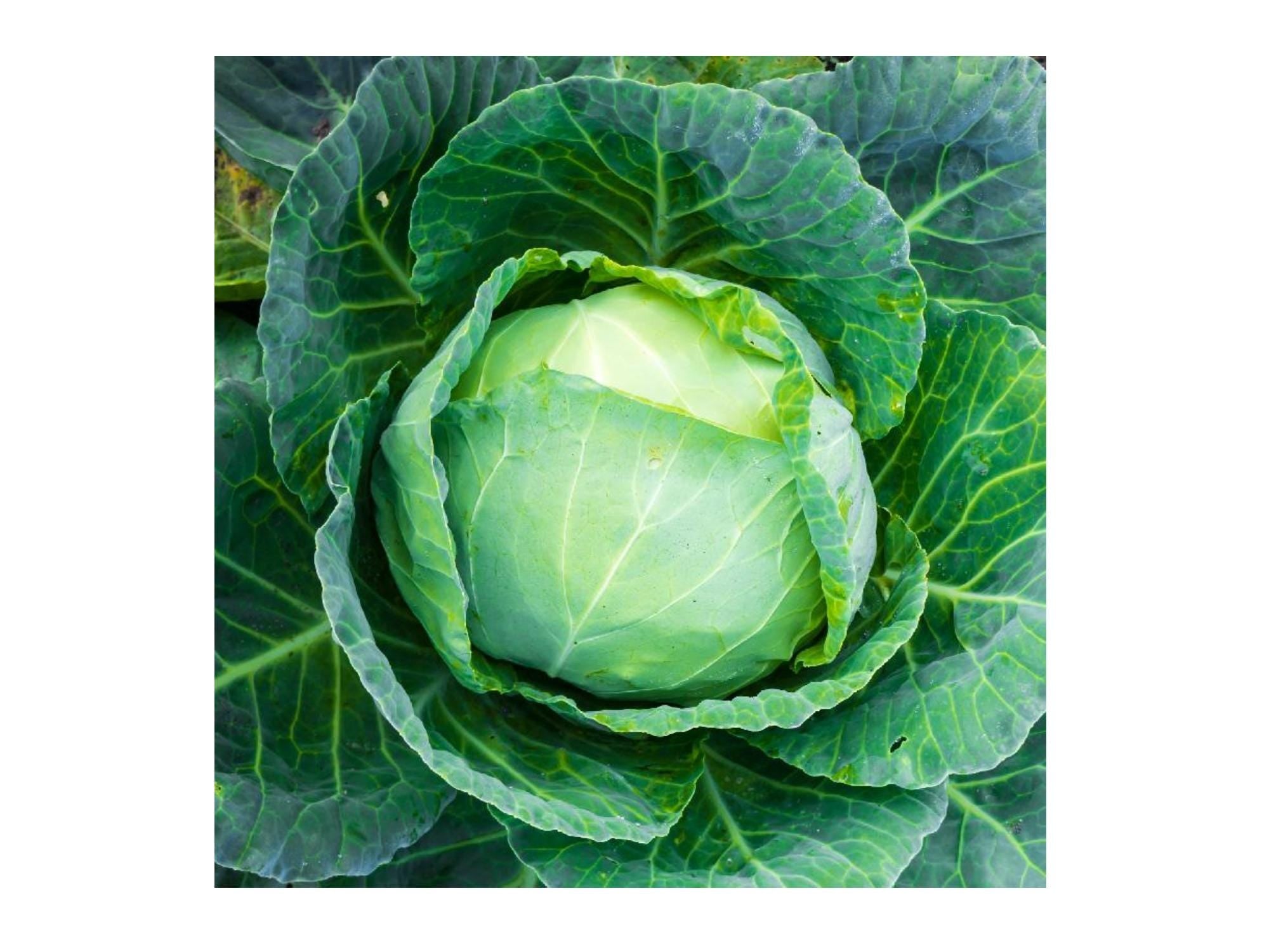 Danish Ballhead Cabbage Seeds – Heirloom Storage Cabbage for Cold Climate, 500 Seeds