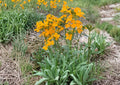 Western Wallflower Seeds – Native Orange Wildflower, Drought-Tolerant Pollinator Plant, Erysimum capitatum, 100 Seeds