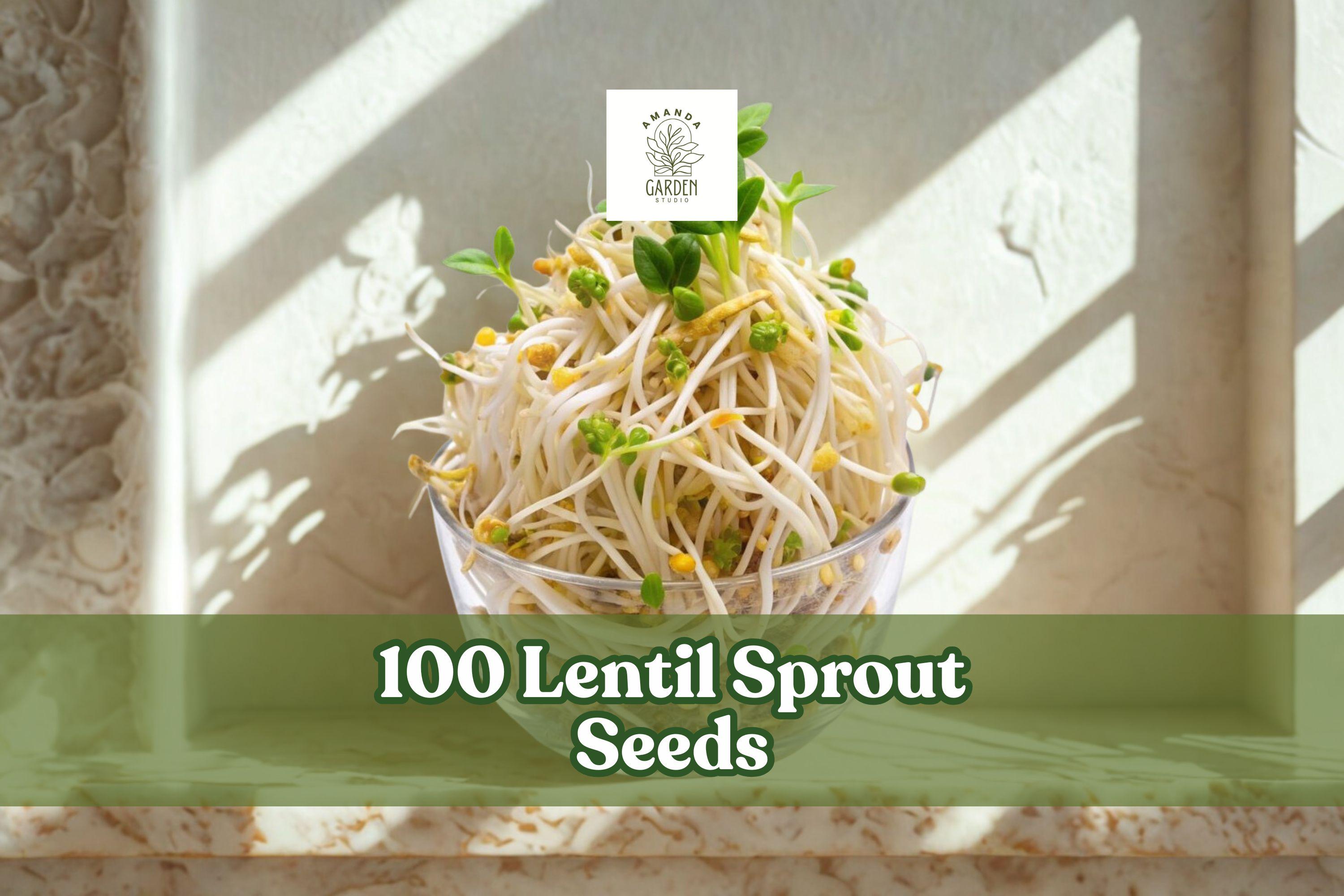100 Lentil Sprout Seeds for Indoor Water Sprouting – Lens culinaris, Easy Home Kitchen Growing