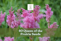 Queen of the Prairie Seeds – Filipendula rubra Pink Native Wildflower for Moist Gardens, Perennial, 40 Seeds