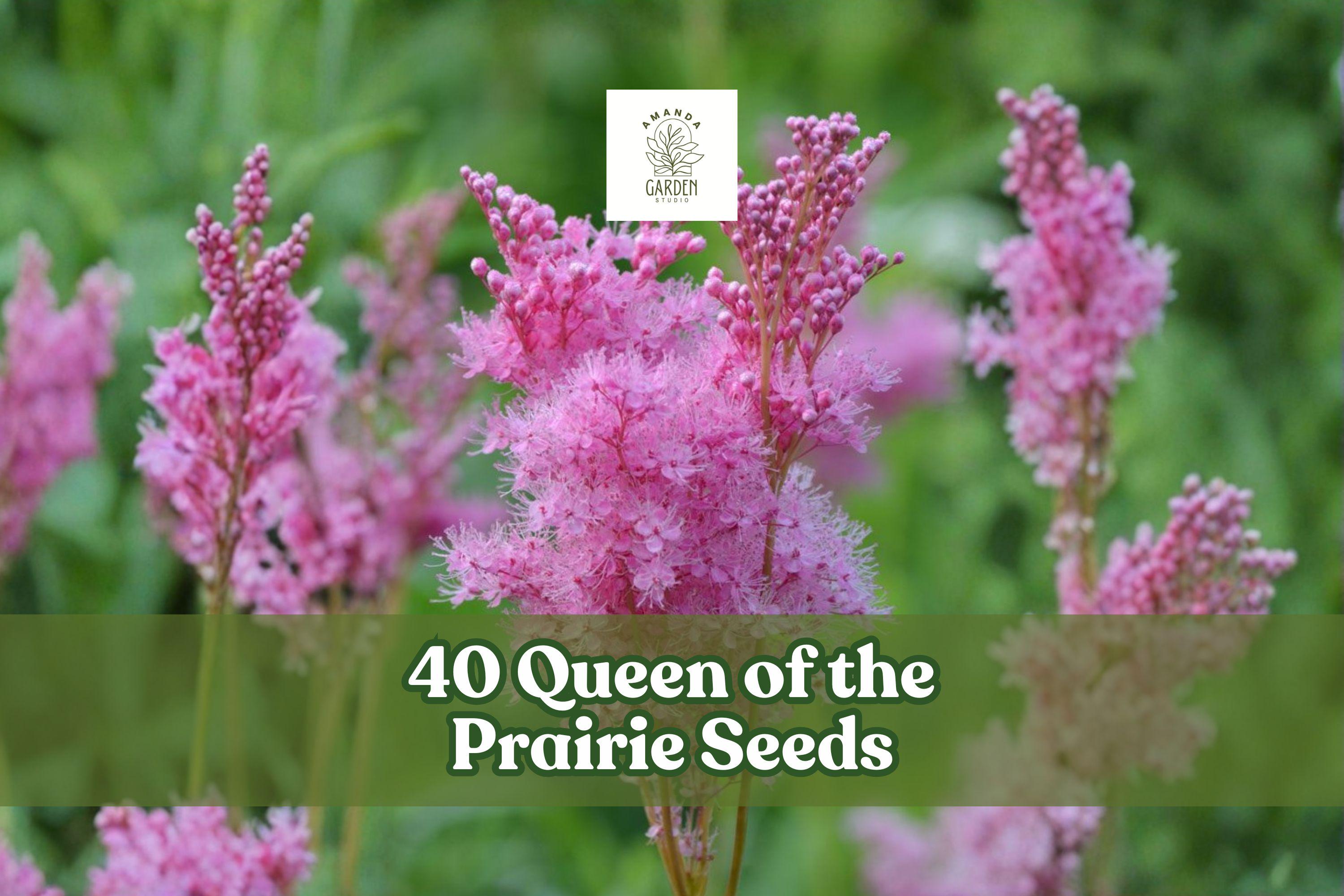 Queen of the Prairie Seeds – Filipendula rubra Pink Native Wildflower for Moist Gardens, Perennial, 40 Seeds