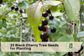 Black Cherry Tree Seeds for Planting – Prunus serotina Native Hardwood, Landscape & Woodland Tree Seeds (25 Pack)