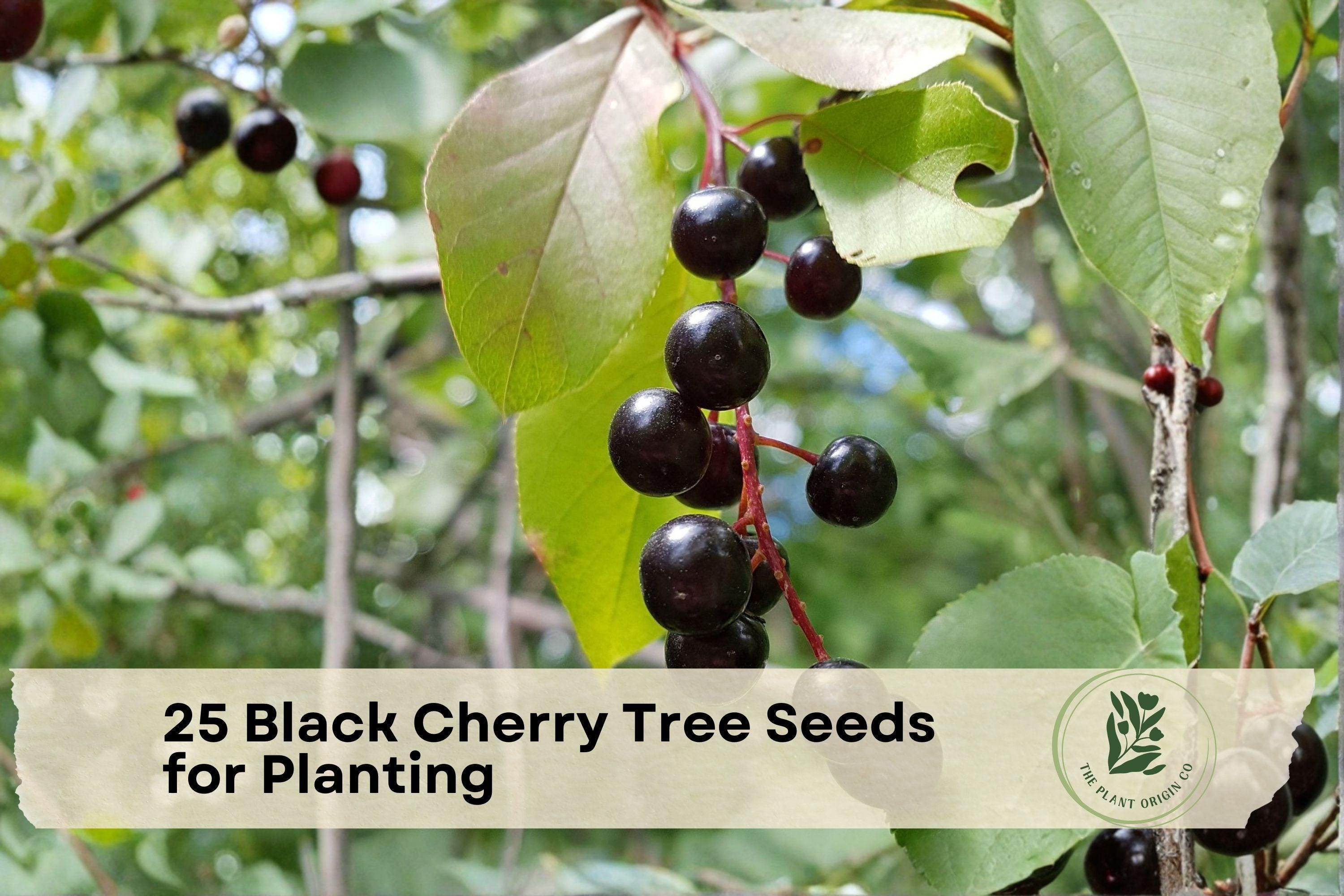 Black Cherry Tree Seeds for Planting – Prunus serotina Native Hardwood, Landscape & Woodland Tree Seeds (25 Pack)