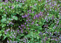 Blue Vervain Seeds - Verbena hastata Native Pollinator Wildflower for Wetlands, Meadows & Streambanks, 100 Seeds
