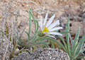 Fendler's Easter Daisy Seeds - Native Pink Wildflower, Rock Garden Perennial, Townsendia fendleri, Drought Tolerant, Early Spring Blooms