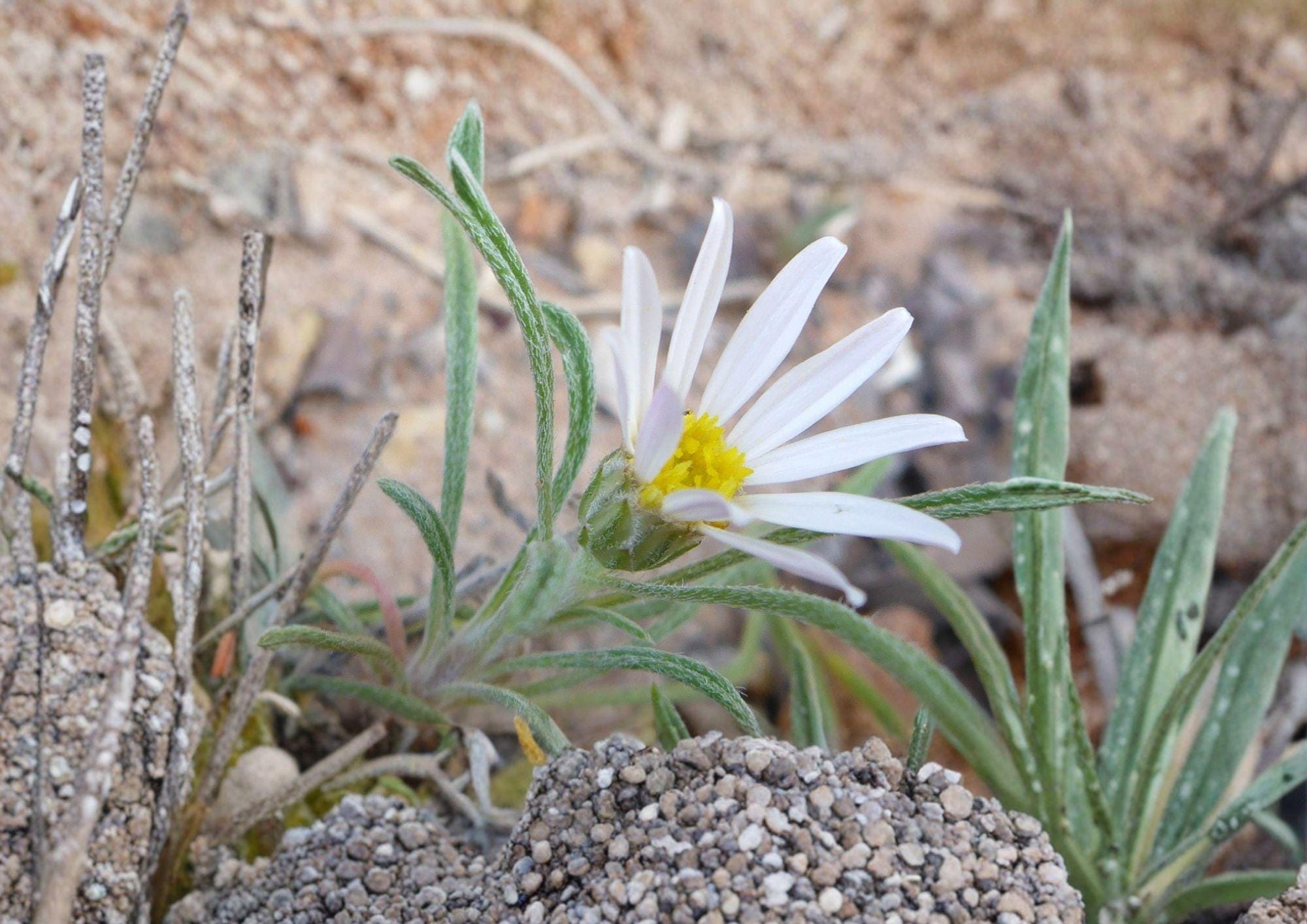 Fendler's Easter Daisy Seeds - Native Pink Wildflower, Rock Garden Perennial, Townsendia fendleri, Drought Tolerant, Early Spring Blooms