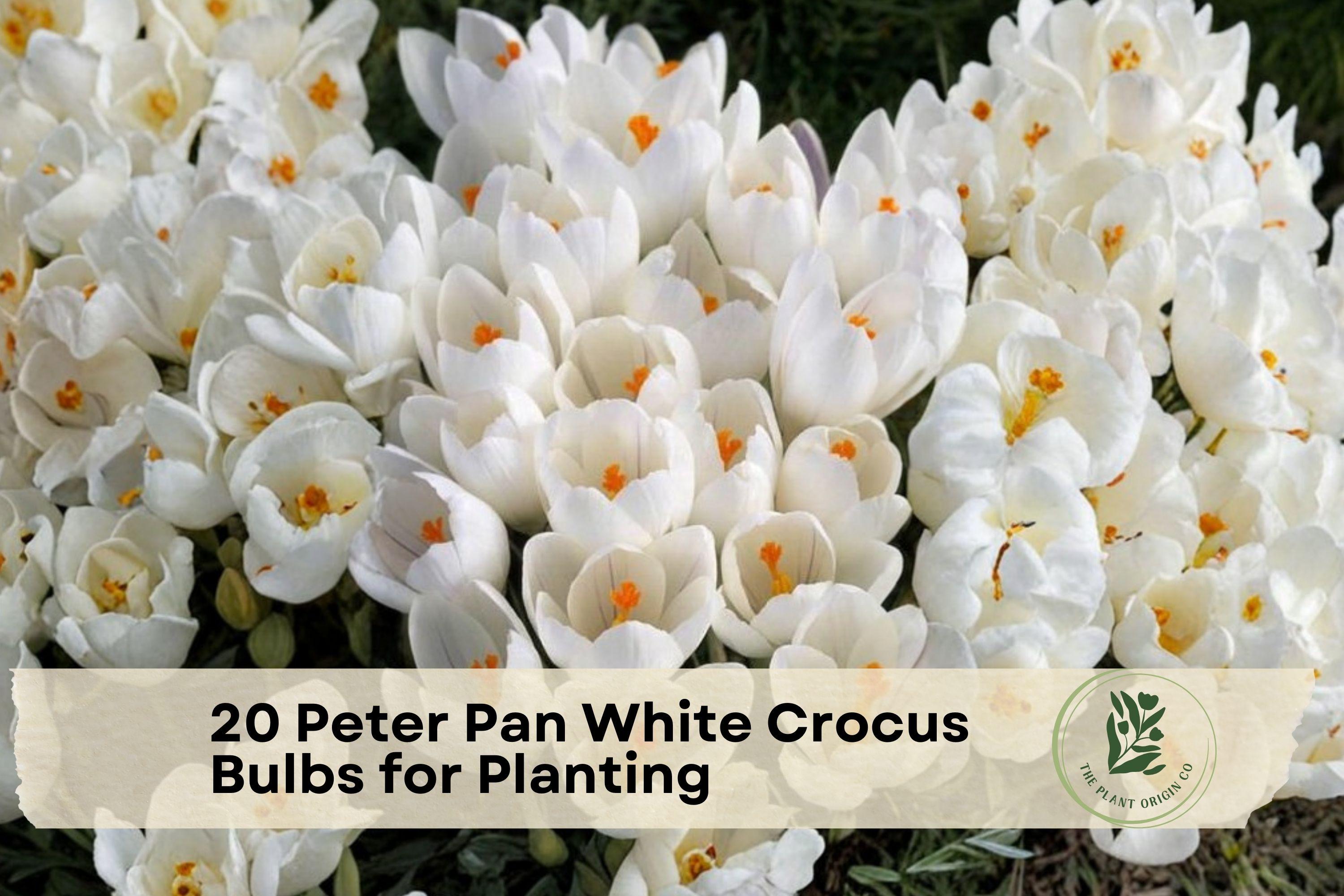 20 Peter Pan White Crocus Bulbs – Early Spring Flowering Perennial Bulbs Crocus chrysanthus