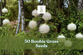 Boobie Grass Seeds, Ornamental Flowering Grass, Landscape Planting, Green Foliage, Decorative Seed Heads, Warm Climate, Garden Landscaping