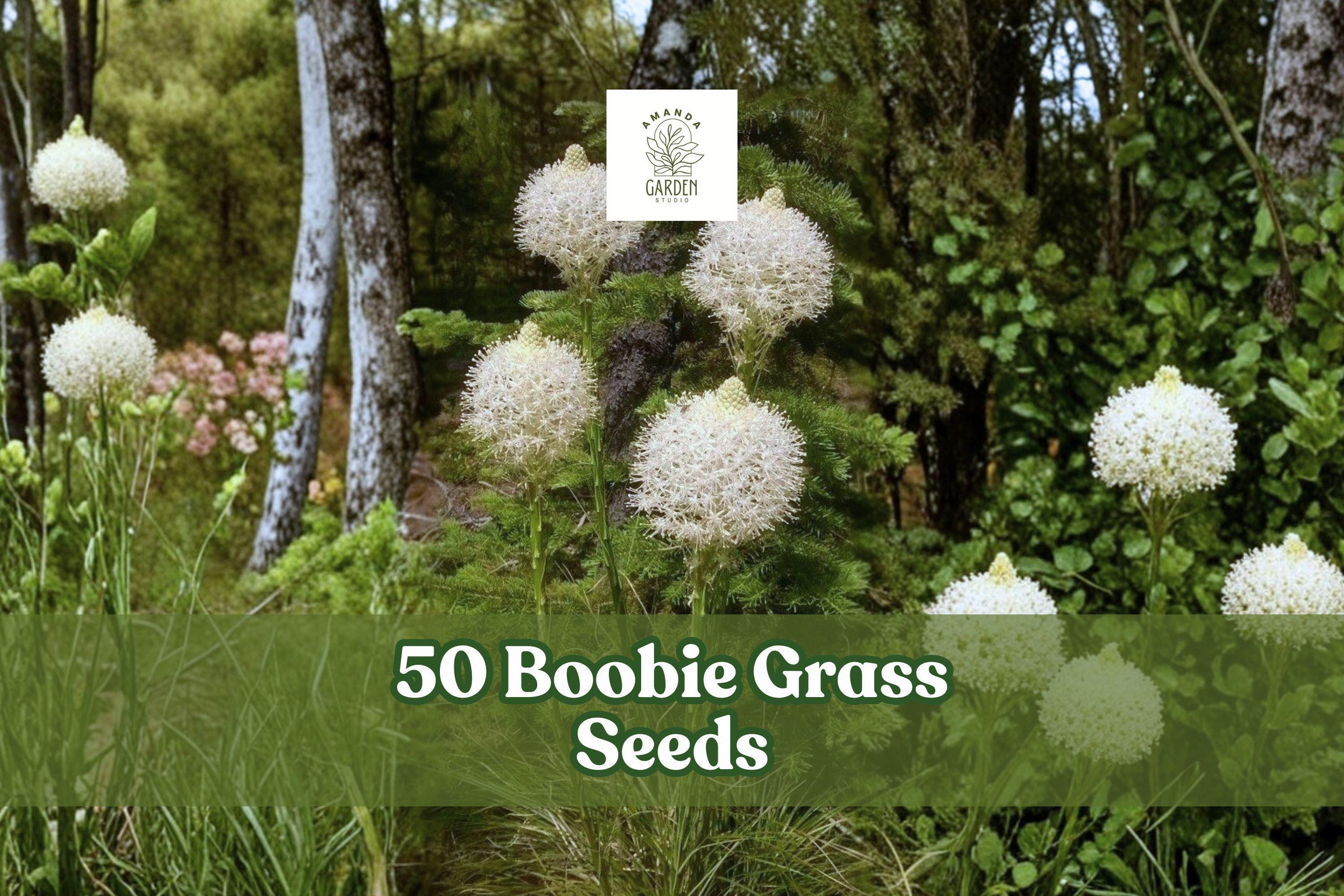 Boobie Grass Seeds, Ornamental Flowering Grass, Landscape Planting, Green Foliage, Decorative Seed Heads, Warm Climate, Garden Landscaping