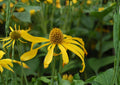 Cutleaf Coneflower Seeds – Rudbeckia laciniata var. ampla, Native Yellow Wildflower, Perennial, 50 Seeds