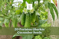 20 Parisian Gherkin Cucumber Seeds – Compact, Semi-Vining, Black-Spined Cucumis sativus for Container & Garden Planting