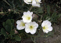 Pale Evening Primrose Seeds, White Night Blooming Wildflower, Drought Tolerant, Oenothera pallida, Native Prairie Perennial