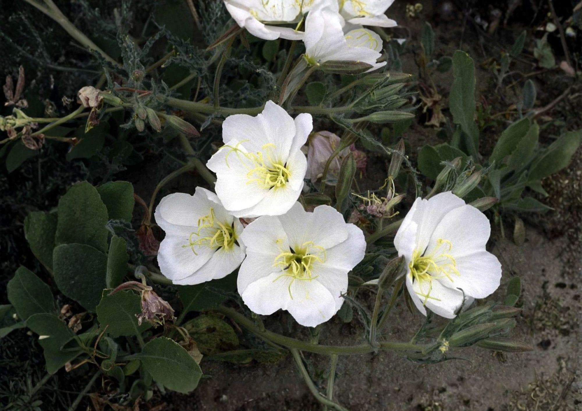 Pale Evening Primrose Seeds, White Night Blooming Wildflower, Drought Tolerant, Oenothera pallida, Native Prairie Perennial