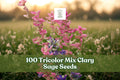 100 Tricolor Mix Clary Sage Seeds – Salvia viridis Annual Flower for Garden Beds & Borders in Pink, Purple, Blue, White