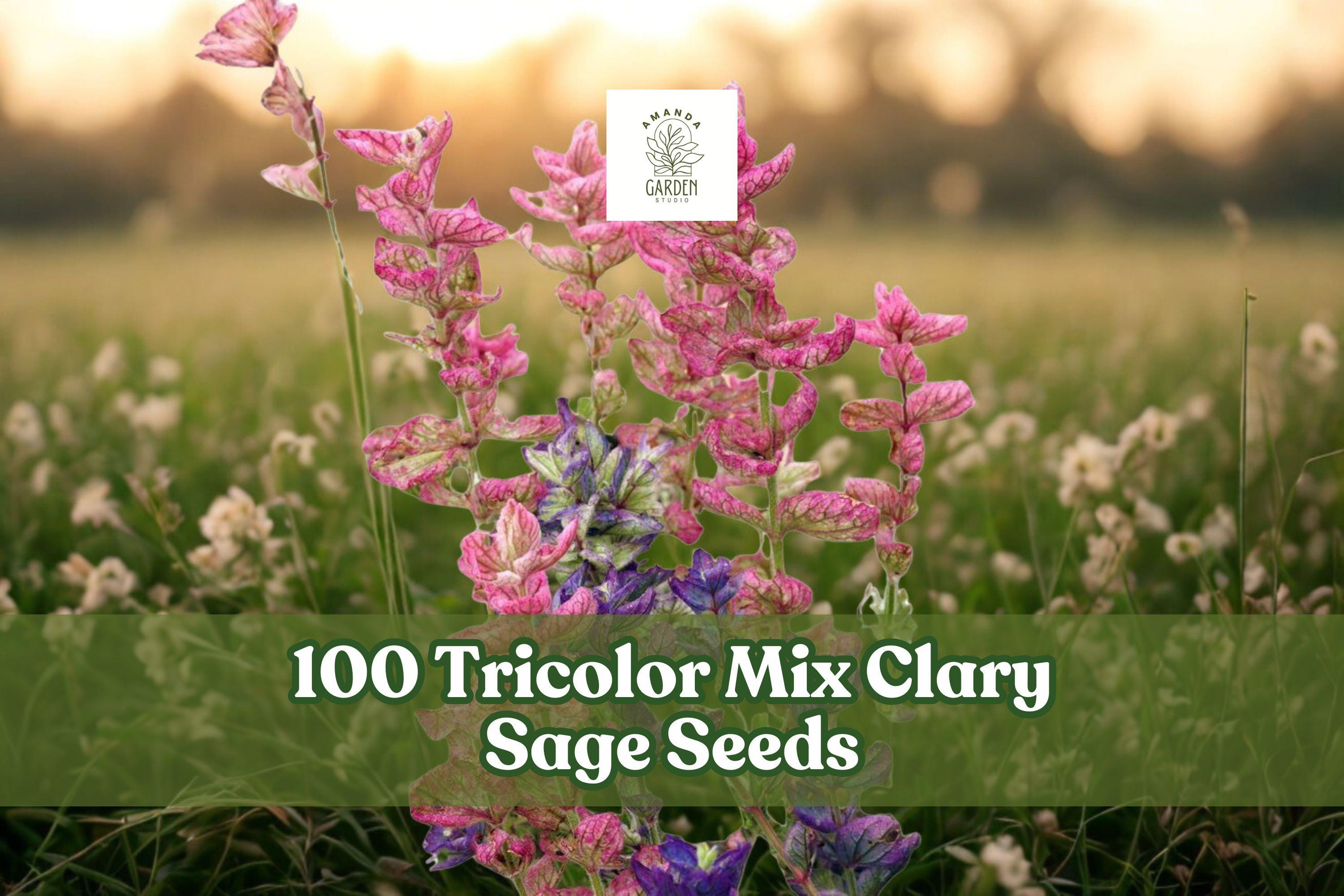100 Tricolor Mix Clary Sage Seeds – Salvia viridis Annual Flower for Garden Beds & Borders in Pink, Purple, Blue, White