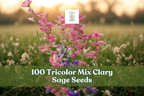 100 Tricolor Mix Clary Sage Seeds – Salvia viridis Annual Flower for Garden Beds & Borders in Pink, Purple, Blue, White