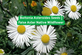 Boltonia asteroides Seeds | Native False Aster Perennial Wildflower for Pollinator Gardens