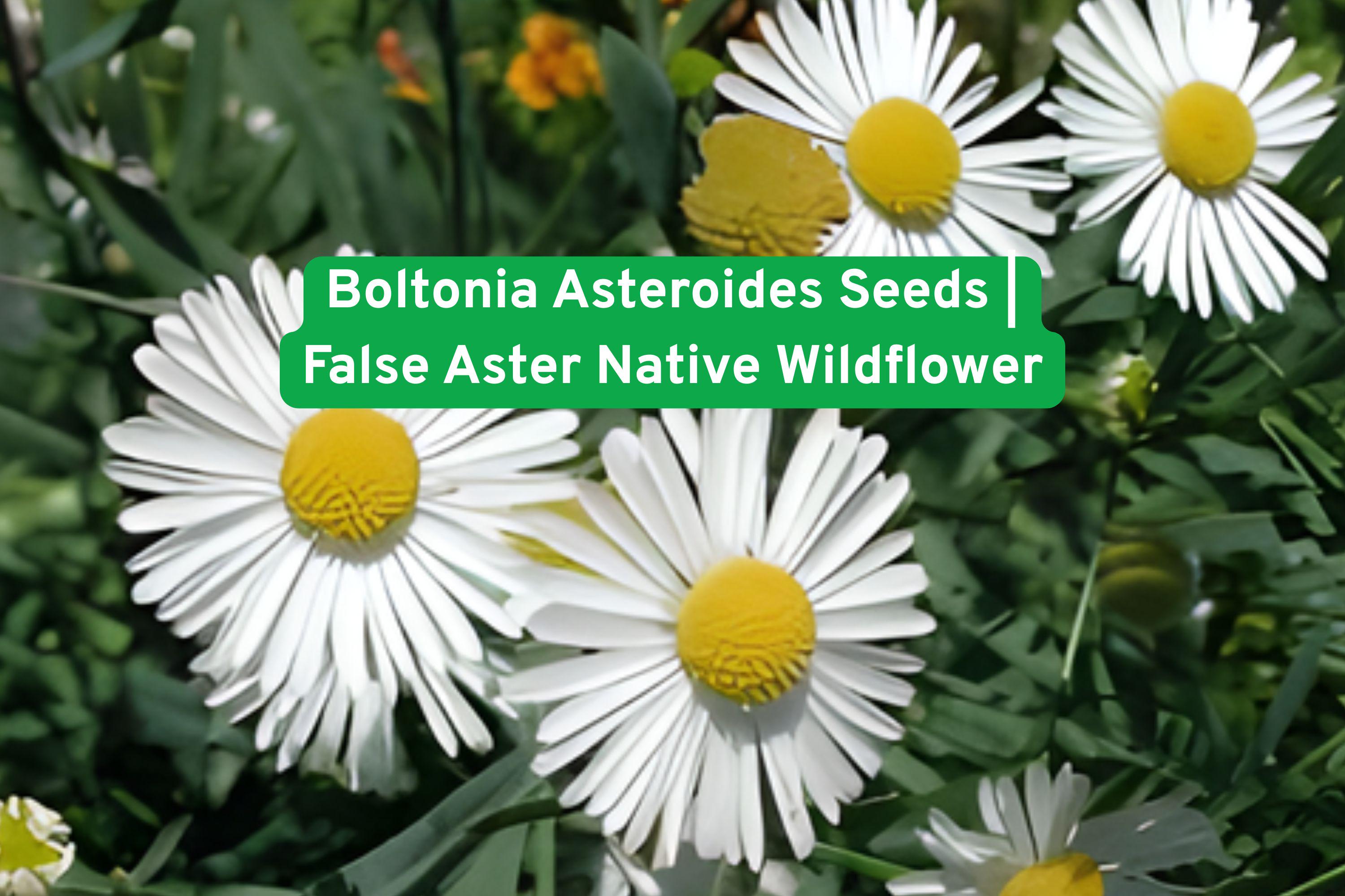 Boltonia asteroides Seeds | Native False Aster Perennial Wildflower for Pollinator Gardens