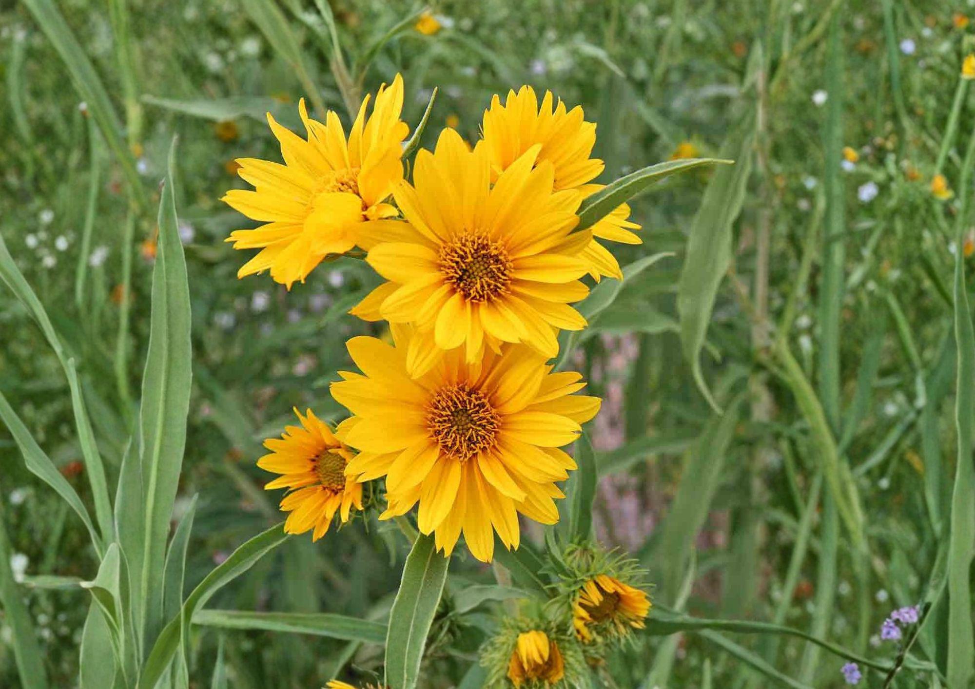Maximilian Sunflower Seeds - Tall Native Prairie Perennial with Bright Yellow Blooms, Helianthus maximiliani, 50 Seeds