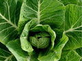 Vates Collard Greens Seeds – Heirloom, Cold Hardy, Non-GMO, Compact Leafy Green, 500 Seeds