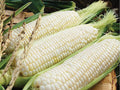 Silver Queen Sweet Corn Seeds – Hybrid White Corn for Gardening, Juicy, Tender Ears, 50 Seeds