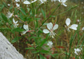 Gaura Biennis Seeds - Native White Pink Beeblossom, Pollinator Meadow Plant, Oenothera gaura, Wildflower Seeds for Native Gardens