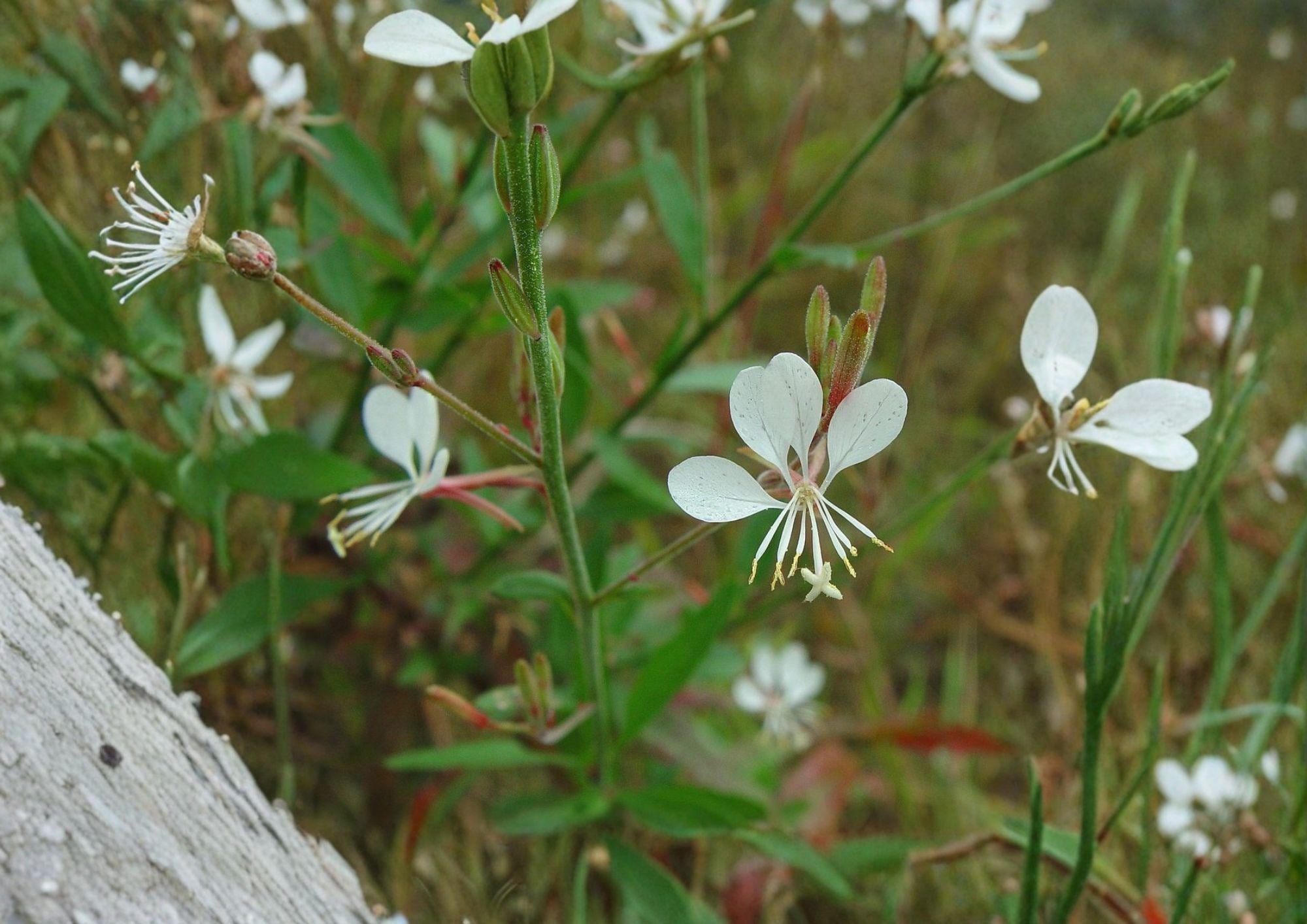 Gaura Biennis Seeds - Native White Pink Beeblossom, Pollinator Meadow Plant, Oenothera gaura, Wildflower Seeds for Native Gardens