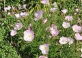 Showy Evening Primrose Seeds - Pink Wildflower Groundcover - Oenothera speciosa - Drought Tolerant, Pollinator Friendly, 500 Seeds