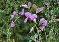Desmodium paniculatum Panicledleaf Ticktrefoil Seeds – Native Prairie Legume, Pink Pollinator Perennial Wildflower, 40 Seeds