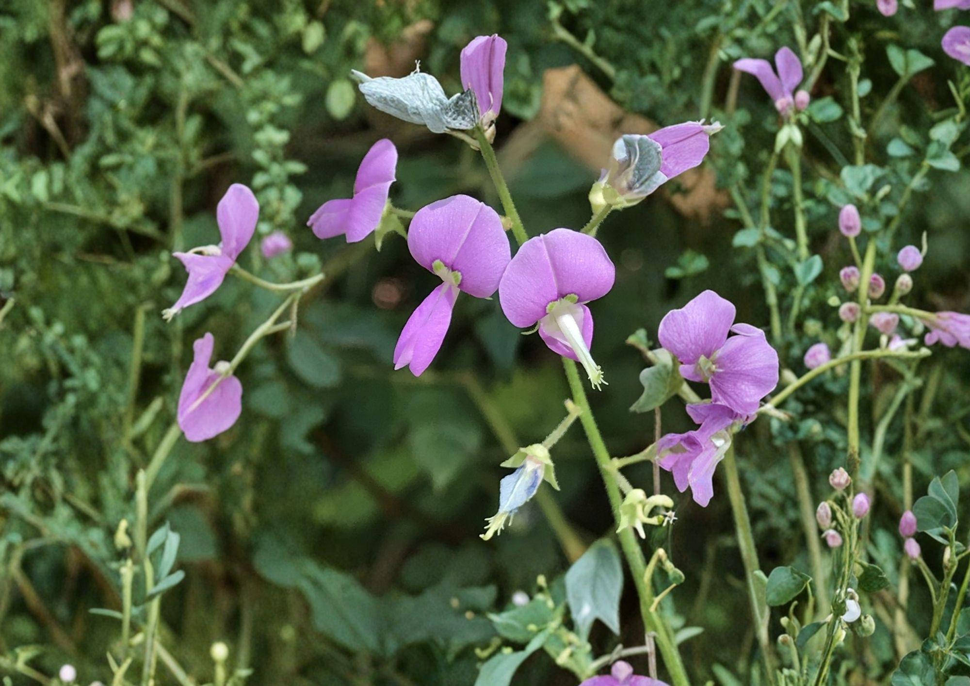 Desmodium paniculatum Panicledleaf Ticktrefoil Seeds – Native Prairie Legume, Pink Pollinator Perennial Wildflower, 40 Seeds