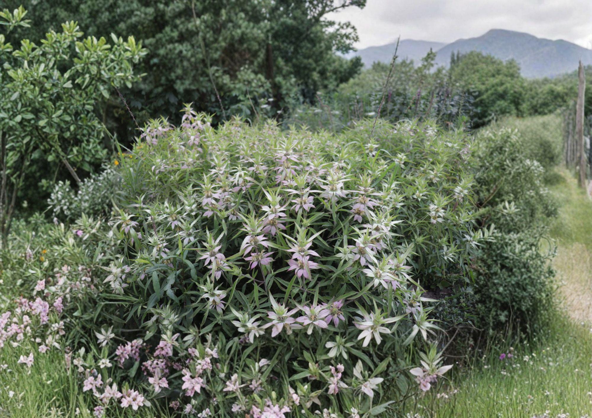 Monarda punctata Spotted Bee Balm Seeds – Native Dotted Horsemint, Aromatic Pollinator Wildflower, Prairie Garden Plant, 100 Seeds