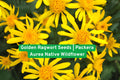 Golden Ragwort Seeds | Packera aurea Native Wildflower for Shade Gardens & Groundcover