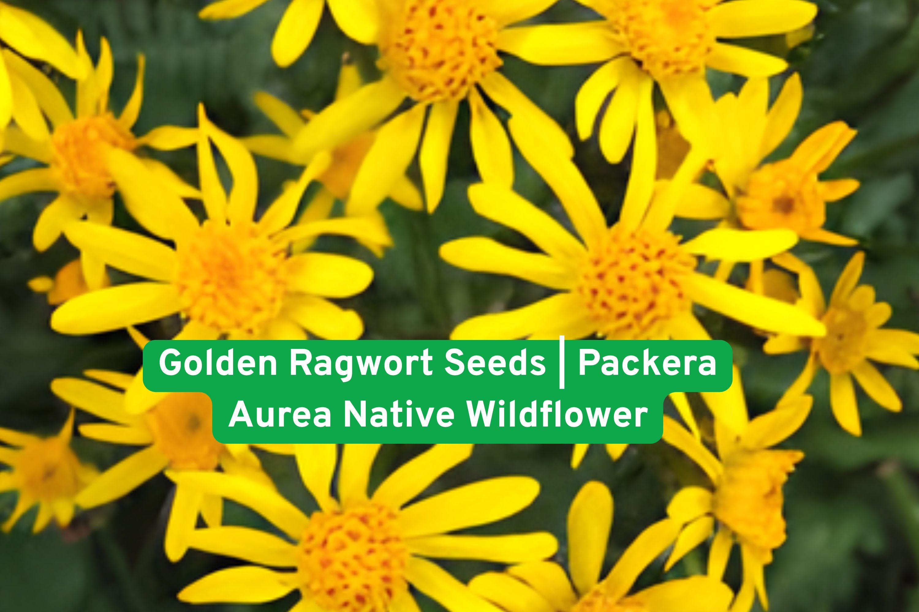 Golden Ragwort Seeds | Packera aurea Native Wildflower for Shade Gardens & Groundcover