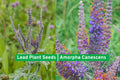 Purple Poppy Mallow Seeds | Callirhoe Involucrata Native Wildflower for Drought Tolerant Groundcover & Pollinator Gardens