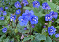 California Bluebells Seeds - Desert Wildflower, Electric Blue Bell-Shaped Blooms, Pollinator Attractant, Phacelia campanularia, 100 Seeds
