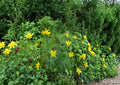 Verbesina helianthoides Yellow Crownbeard Seeds – Native Prairie Wildflower, Tall Perennial, Bright Yellow Daisy-Like Blooms, Pollinator Attractant