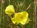 Evening Primrose Seeds 200 | Oenothera lamarckiana Yellow Wildflower | Night Blooming Pollinator Plant | Hardy Biennial