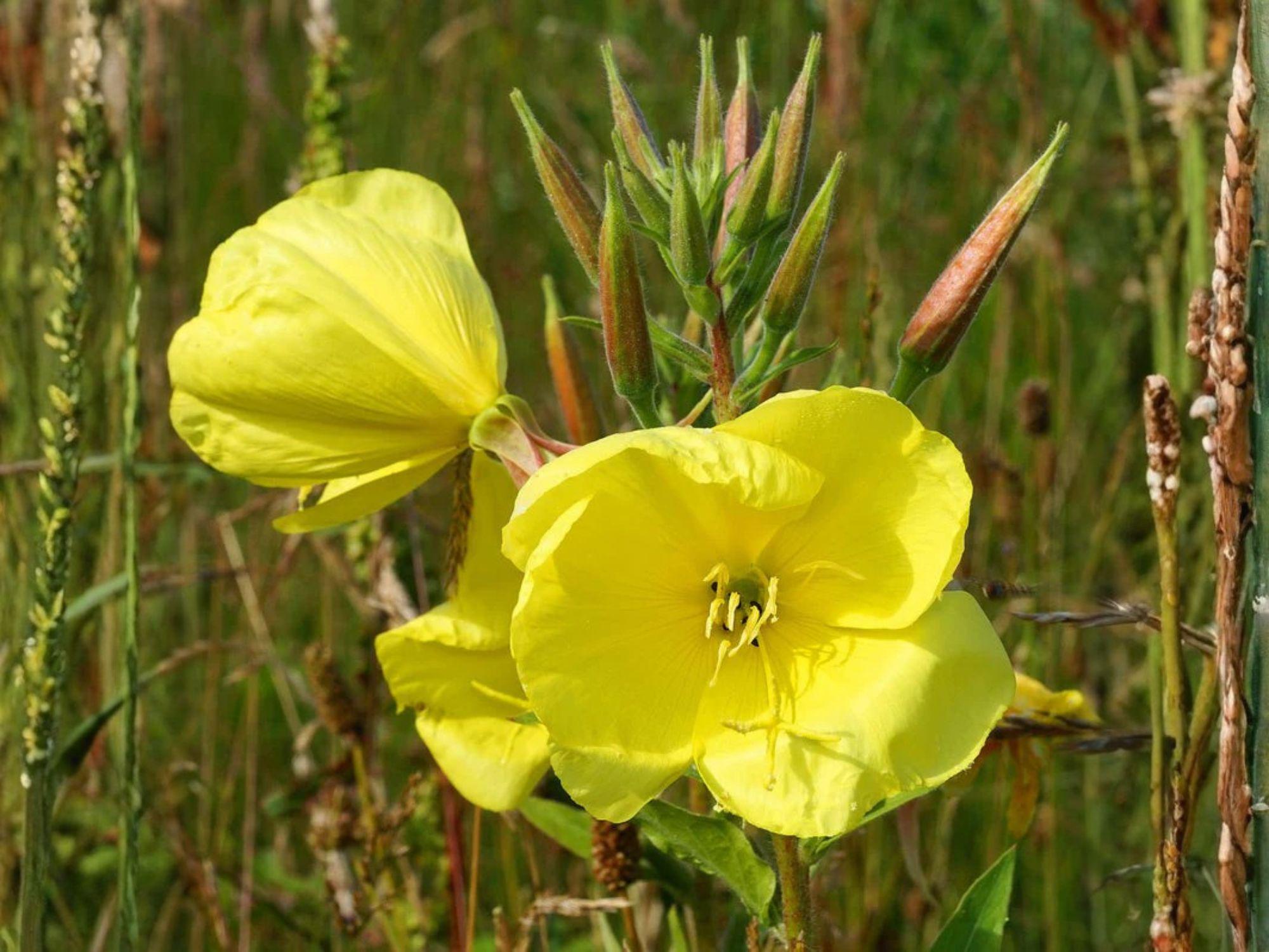 Evening Primrose Seeds 200 | Oenothera lamarckiana Yellow Wildflower | Night Blooming Pollinator Plant | Hardy Biennial