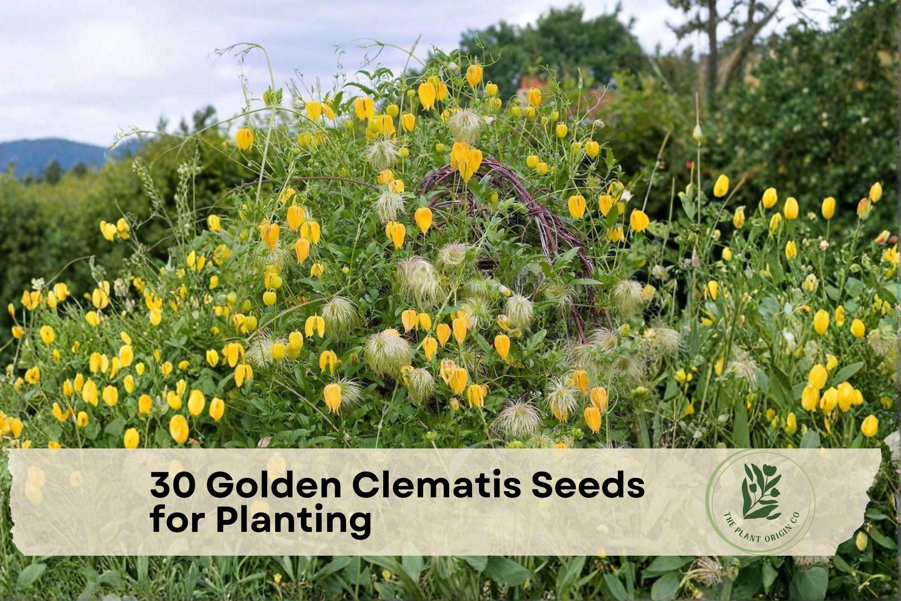 Golden Clematis Seeds – Clematis tangutica – Bright Yellow Flowering Climber for Garden Trellises & Fences