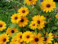 Black Eyed Susan Seeds (400) – Rudbeckia hirta, Wildflower & Pollinator Garden, Bright Yellow Flowers
