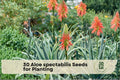 30 Aloe spectabilis Seeds for Ornamental Succulent, Rosette Form, Drought-Tolerant, Perennial Aloe Plant Seeds