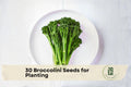 30 Broccolini Seeds - Aspabroc Hybrid Tender-Stem Broccoli for Home Gardening, Container Growing, Gourmet Vegetables