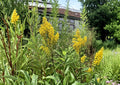 Showy Goldenrod Seeds - Solidago speciosa Native Pollinator Wildflower, Bright Golden Yellow Flower Spikes, Drought Tolerant, 100 Seeds
